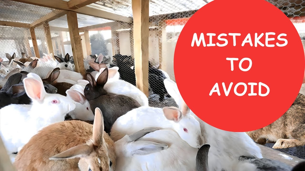 Photo inspiration: Gallery Detail: Top Rabbit Farming Mistakes To Avoid When Starting