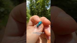 How Many Animals Can I Find in Appalachia?