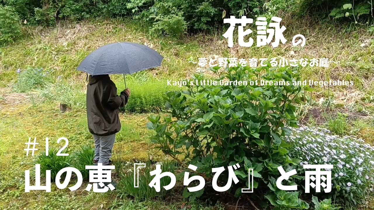 60代田舎暮らしvlog＃12】春を告げる山菜「わらび」恵の雨と山の恵