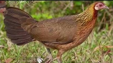 Suab Poj Qaib Qus Seev Zoo Dib Tuaj Zoo Tiag Tiag Li Os...