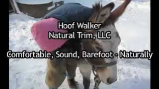 Hoof Walker Natural Trim - Donkey Hoof Rehab January 4 2010