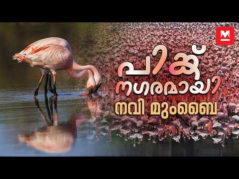 നവി മുംബൈയിൽ രാജഹംസങ്ങൾ പറന്നിറങ്ങിയ കാഴ്ച... | Flamingos | Navi Mumbai