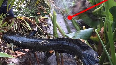 Câu cá lóc nhấp cá lóc bằng vịt, sáng sớm 3 con cá lóc bự chà bá bầy khói lửa khủng trong góc hang