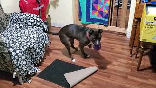 Pepper nose work 2