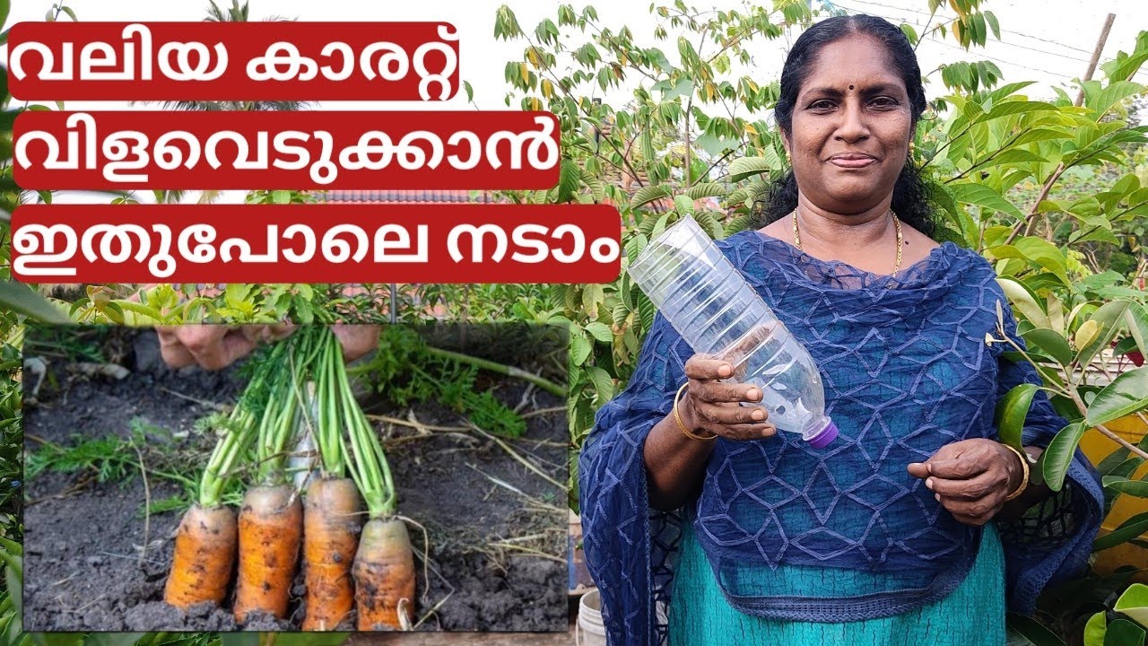 കുപ്പിയിലെ കാരറ്റ് കൃഷി | Carrot farming in bottle on terrace in container or pot | Malayalam