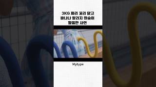 [ #오마이걸 ] 3kg짜리 꼬리 달고 바나나 알러지 원숭이 활동한 사연 #효정 #미미 #유아 #승희 #유빈 #아린 #미주 #러블리즈 #레드벨벳 #슬기 #마마무 #문별 #영지