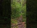 Wet Forest Trail | Rain Walk — 4K UHD 60FPS | Natural Rain Sounds