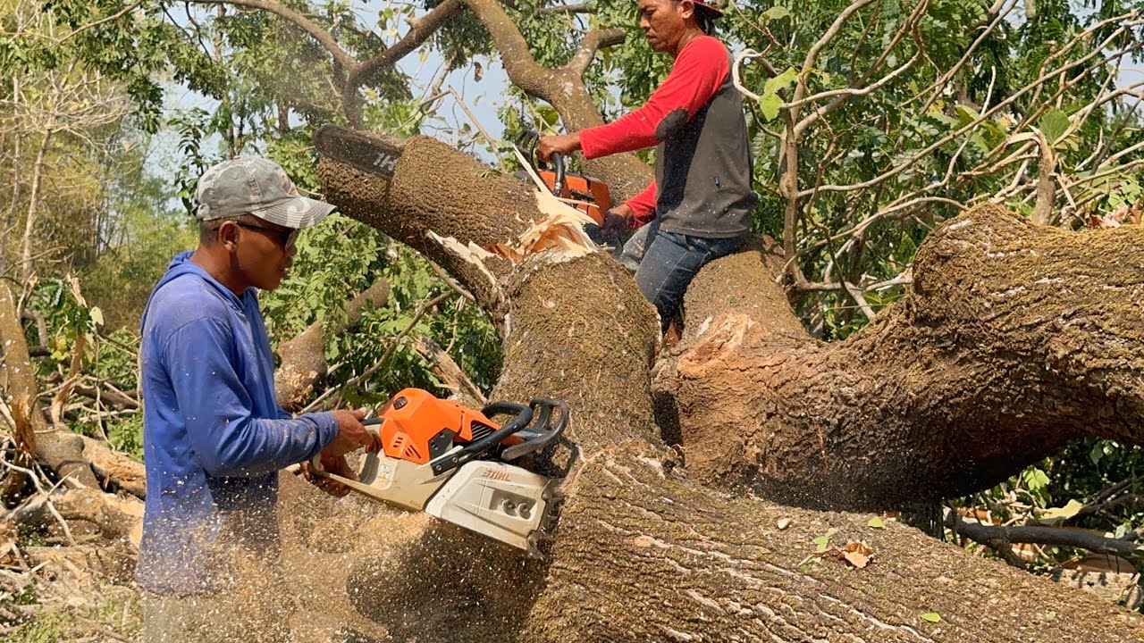 Duet Master & Student !! Cut down 2 raindrop trees, Stihl ms 881. - YouTube
