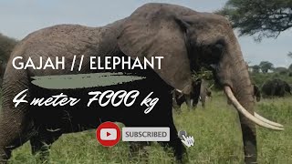 GAJAH HEWAN TERBESAR // tinggi 4m berat 7000kg#1010 #gajah #satwaliar#mamalia#herbivora#satwaliar