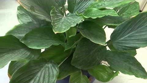 ngai den - cây ngãi đen - NGẢI NÀNG THÂM