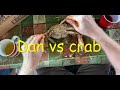 Dan vs crab - a little longer version