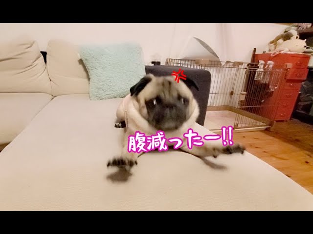 Pug is so hungry he gets angry and starts swearing. - YouTube