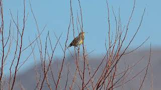 Western Meadowlark call