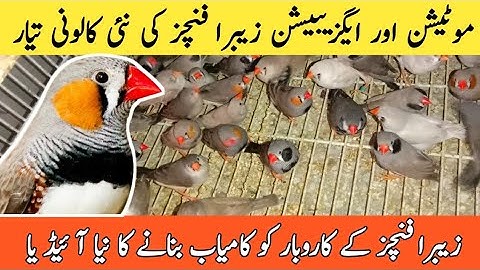 New Mutations and Exhibition Zebra Finches Colony Setup | Mini Zoo