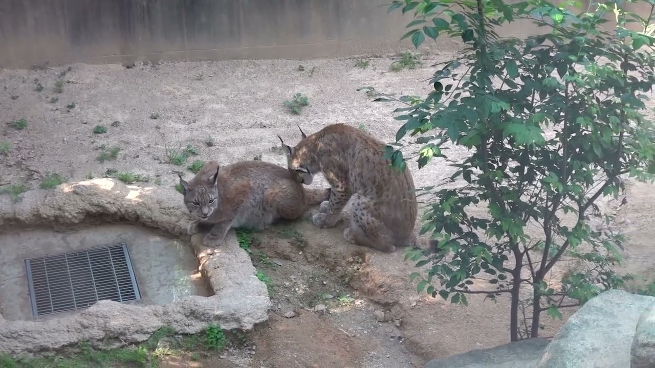 2026.05.18 15:56 アルとベル