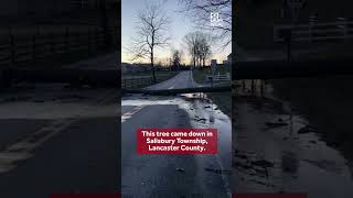 Tree crushes fence, blocks road in Salisbury Township, Lancaster County