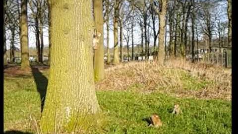Slow mo Monkey Gymnastics