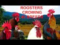 Roosters crowing compilation 40 breeds - Krähruf der Hähne, von 40 verschiedenen Rassen im Vergleich