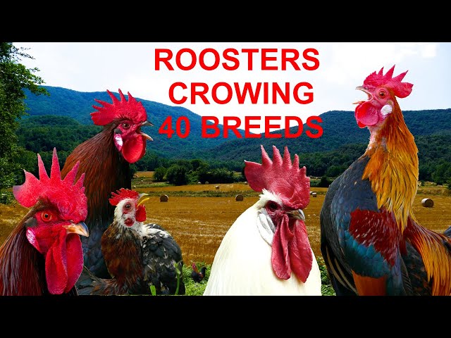 Roosters crowing compilation 40 breeds - Krähruf der Hähne, von 40 verschiedenen Rassen im Vergleich class=