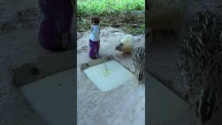 Beautiful Creative Quail Trap #shorts