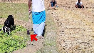 The Man Stood To Feed His Goat | Then What Happened To Him | নতুন ভিডিও 2024 | Village Fun13