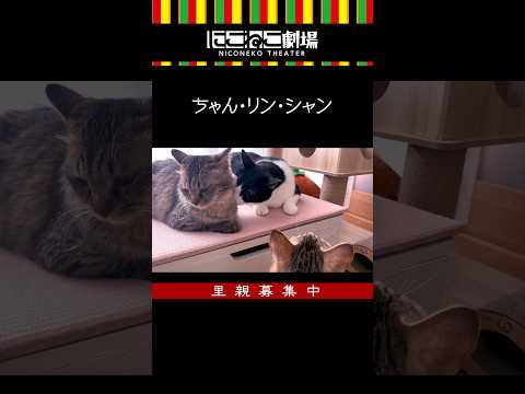 【にこねこ劇場】席替え編 #Shorts #にこねこ劇場 #猫 #保護猫 #子猫 #にこねこ