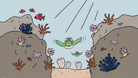 Marine Protected Area Networks