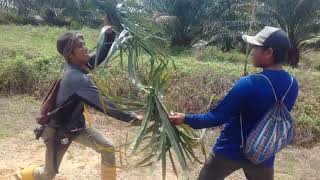 drama hiburan tki asal lombok