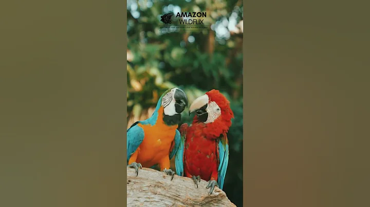 Vibrant Macaw Parrots Soaring Through the Amazon Rainforest | Nature’s Colorful Wonders