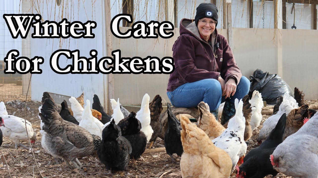 Winter Chicken Care 101: Protecting Your Flock from the Cold - YouTube