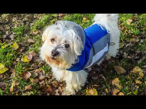 Wideo: Czy Psy Potrzebują Swetrów Zimą?