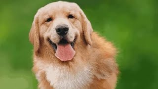 Funniest Animals  New Funny Cats and Dogs Videos 2024  #36