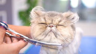 Introducing Tiffany, a cat as pretty and precious as a jewel!😻🛁✂️❤️ by Tosa Bebe Pet 8,660 views 3 months ago 3 minutes, 20 seconds