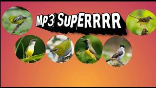 Suara pikat super bikin ketagihan || mp3 super