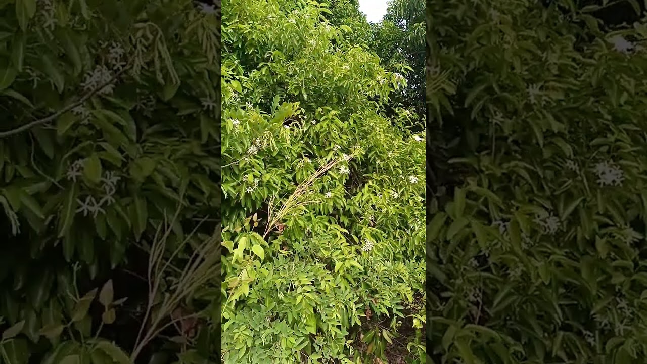 Zaban Nafan 00223(73277003) Geomacien Traditeurapete à Kati