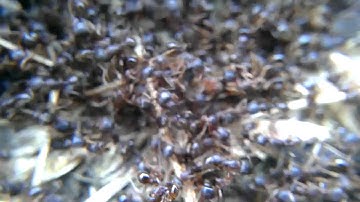 Ants in battle, the main battle