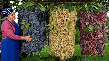 Harvesting & Processing Millions of Tons of Grapes | Modern Farming Technology