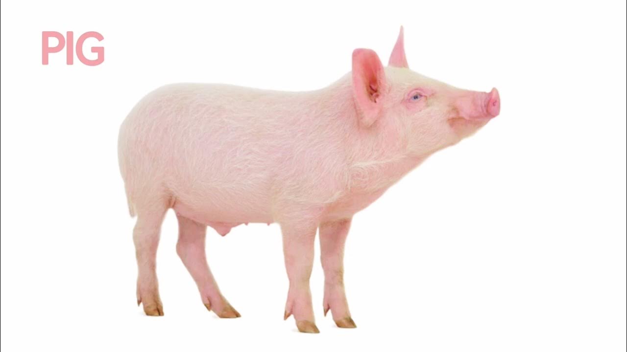 THE PIG The oinking (sound) YouTube