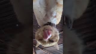 #nature #andaba #funny #sivar  😱