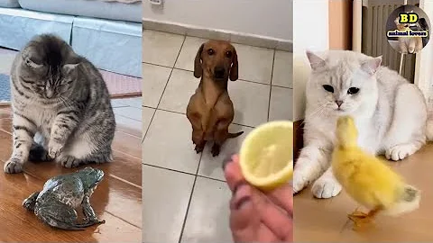 Video 9749221: funny dog cat talking, cat funny animal talking, funny cute cats talking, cats lover animals dogs