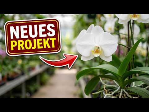 Orchideenprojekt: Gärtnereien besuchen und Kulturwissen zeigen