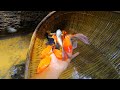 Lucky Founding_Giant Koi Fish& A lot of Golden Fish in Lake Catch By Fisherman Skill