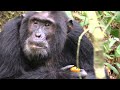 2016 Chimpanzee Kingdom