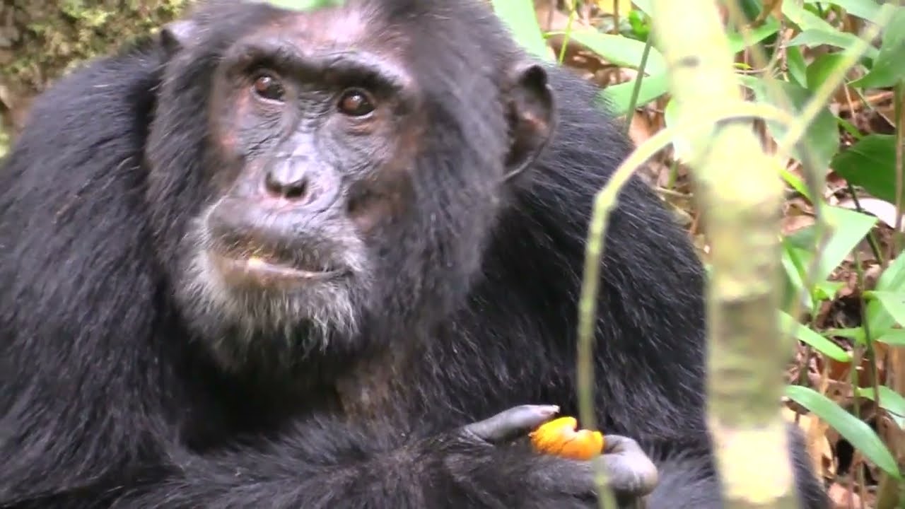 2016 Chimpanzee Kingdom