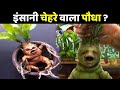 इंसानी चेहरे वाला पौधा? - facts - random facts in hindi - facts in hindi