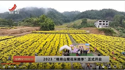 《江西文旅報道》20231115 2023“明月山菊花採摘季”正式開啟 - 天天要聞