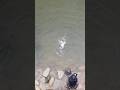 魚がトップウォーターに喰らいつく瞬間。#fishing #エリアトラウト #ひぶぺん