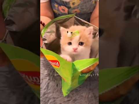 قطه المنزل قطه تأكل شيبسي قطه كيوت قطه لطيفه قطه جميله تربية القطط  مضحك