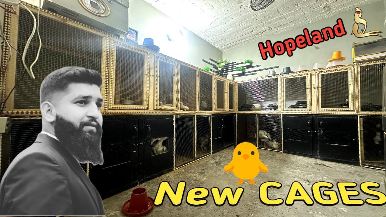 New Cages For Chicks 🐥 | Hopeland Fancy Birds