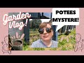 DES POTEES 🪴 MYSTERES! | Plantations de Cannas 🌸 | Le petit jardin de Bob